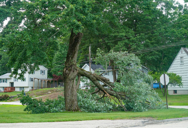 Professional Tree Services in Princeton, WV